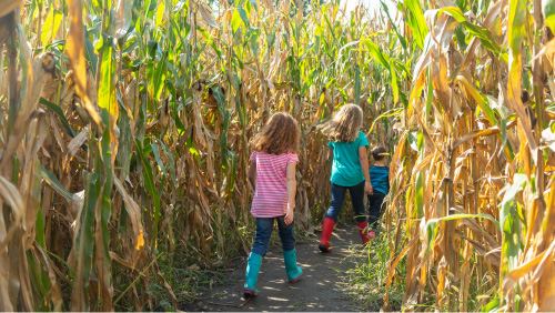 Kinder laufen durch ein Maisfeld